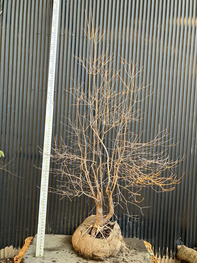 古木　山採り　ドウダンツツジ