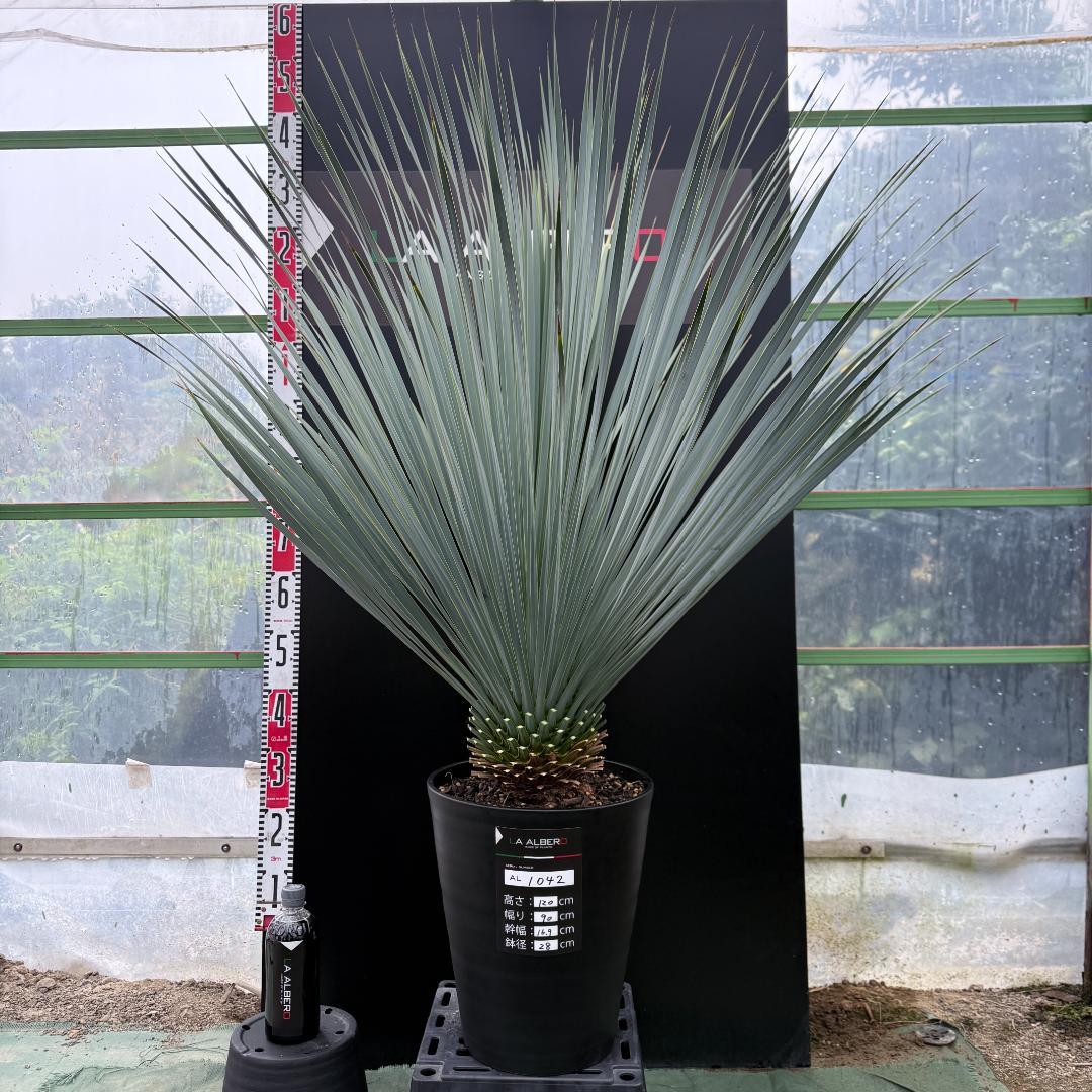 【AL1042】ユッカ　ロストラータ　ランチョブルー　数量限定販売