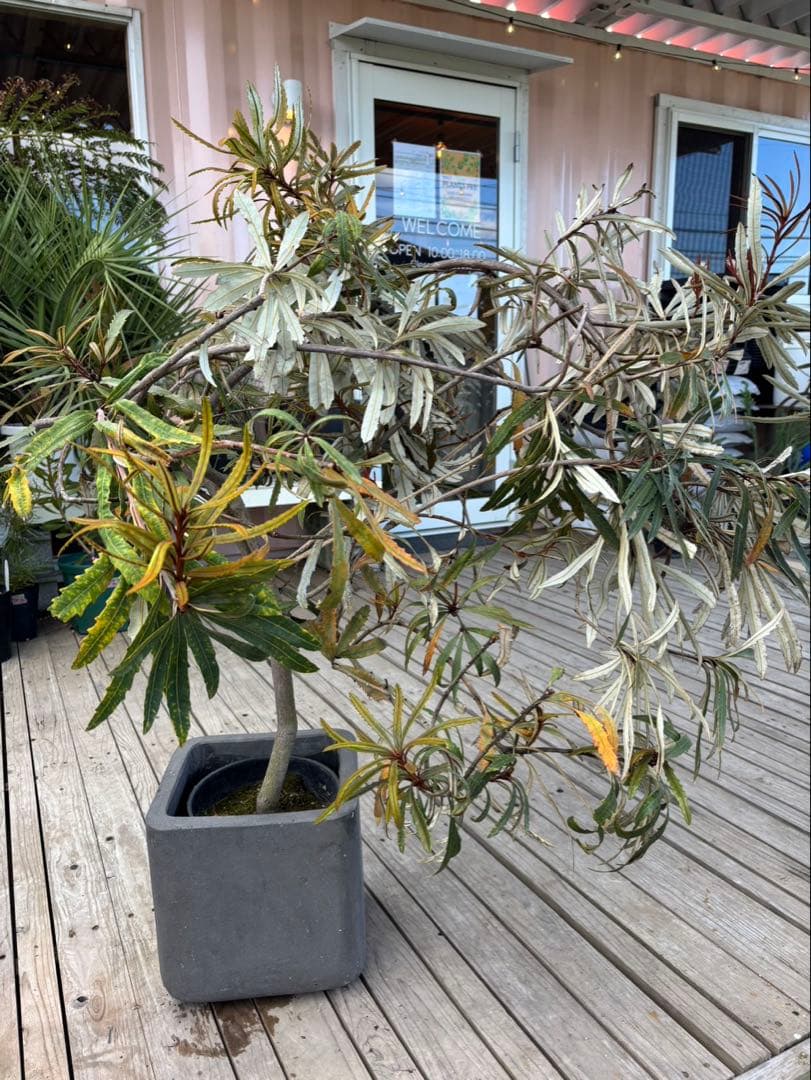 バンクシアプラジオカルパ　ブルーバンクシア　激レア！