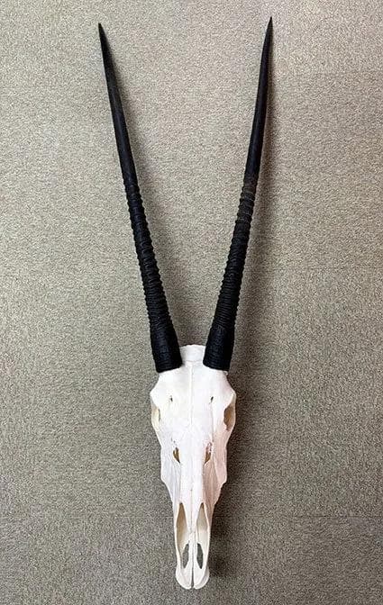 美！ 高品質！ オリックス　 スカルホーン（XLサイズ）