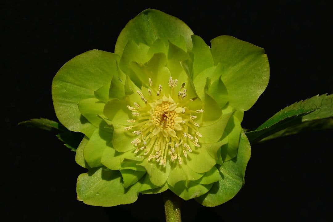 クリスマスローズ　認定！メロンゴールド　加藤農園