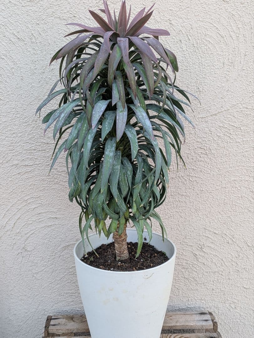 【現品・鉢まま出荷】超かっこいい　ユッカ　デスメティアーナ