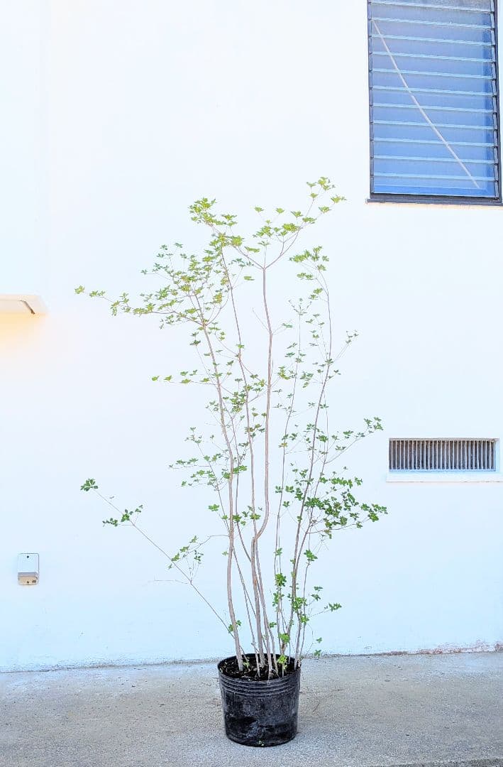 山採り鉢植え。天然ドウダンツツジ。