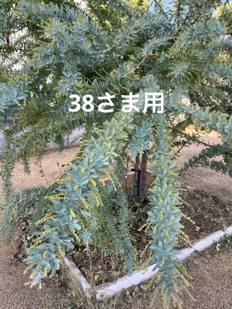 38さま用ページになります