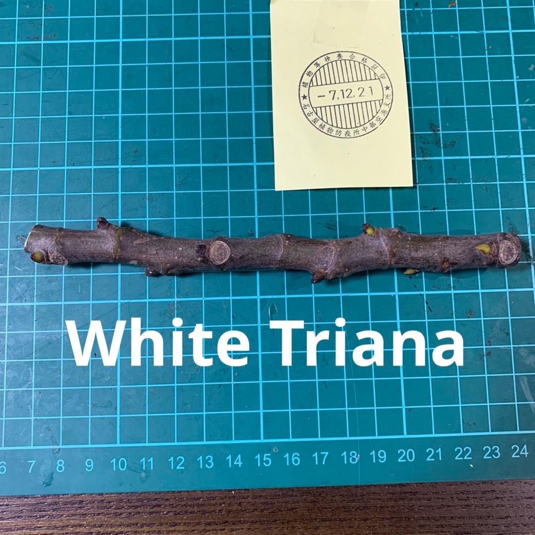 紅葉 Koyo ★の代理人 　White Triana穂木　Ge Neri