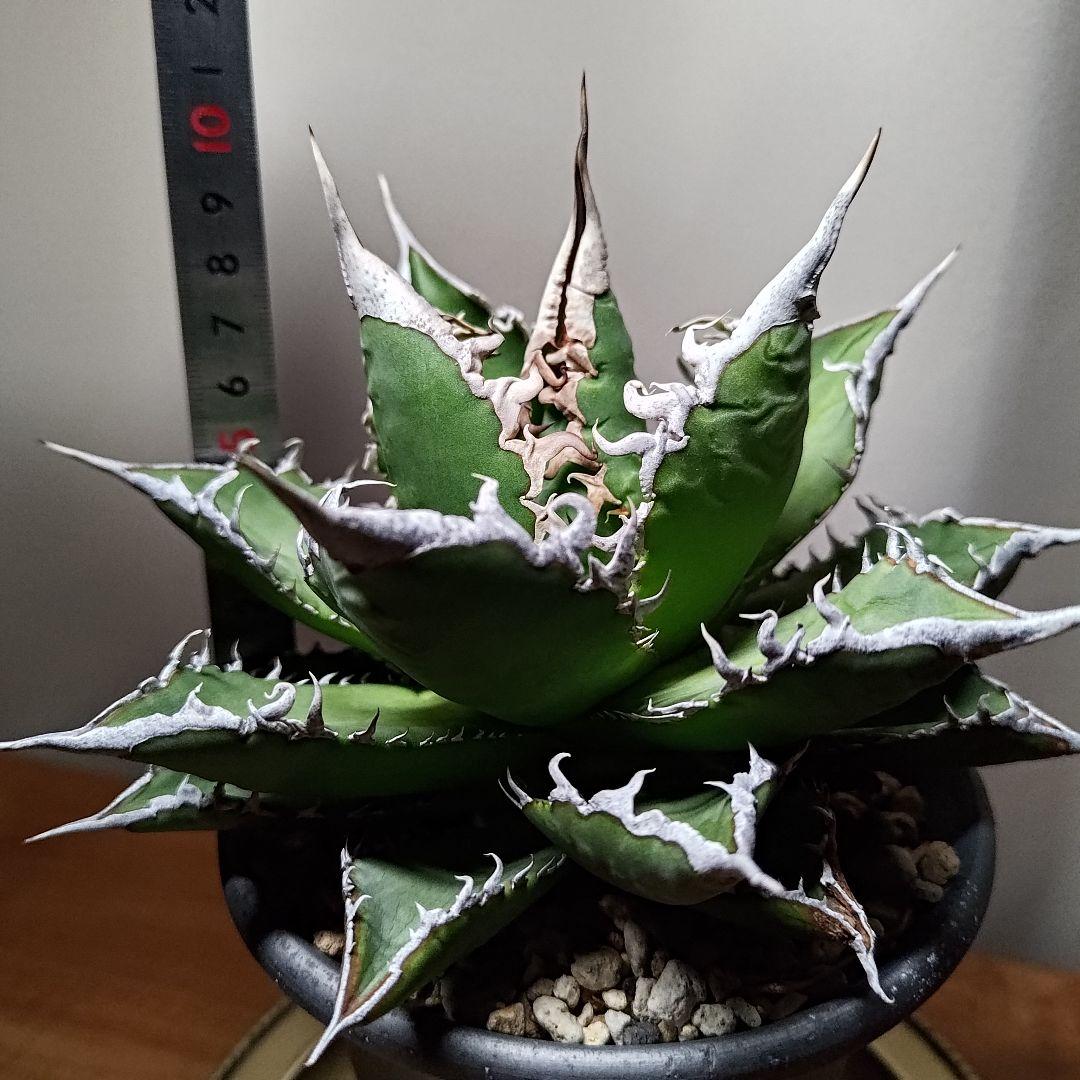 限定一株 S級アガベ \