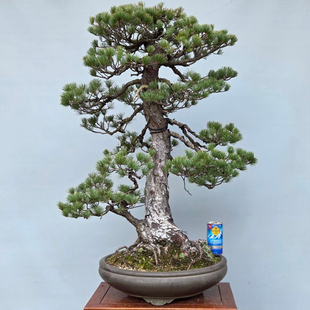 五葉松　[双幹模様木]　大品盆栽