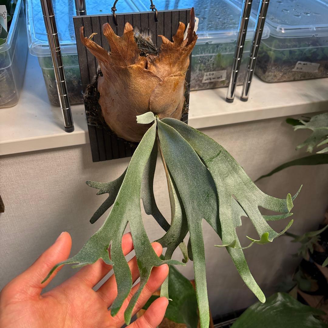 レア　silver mutate spore シルバームタテ　輸入株