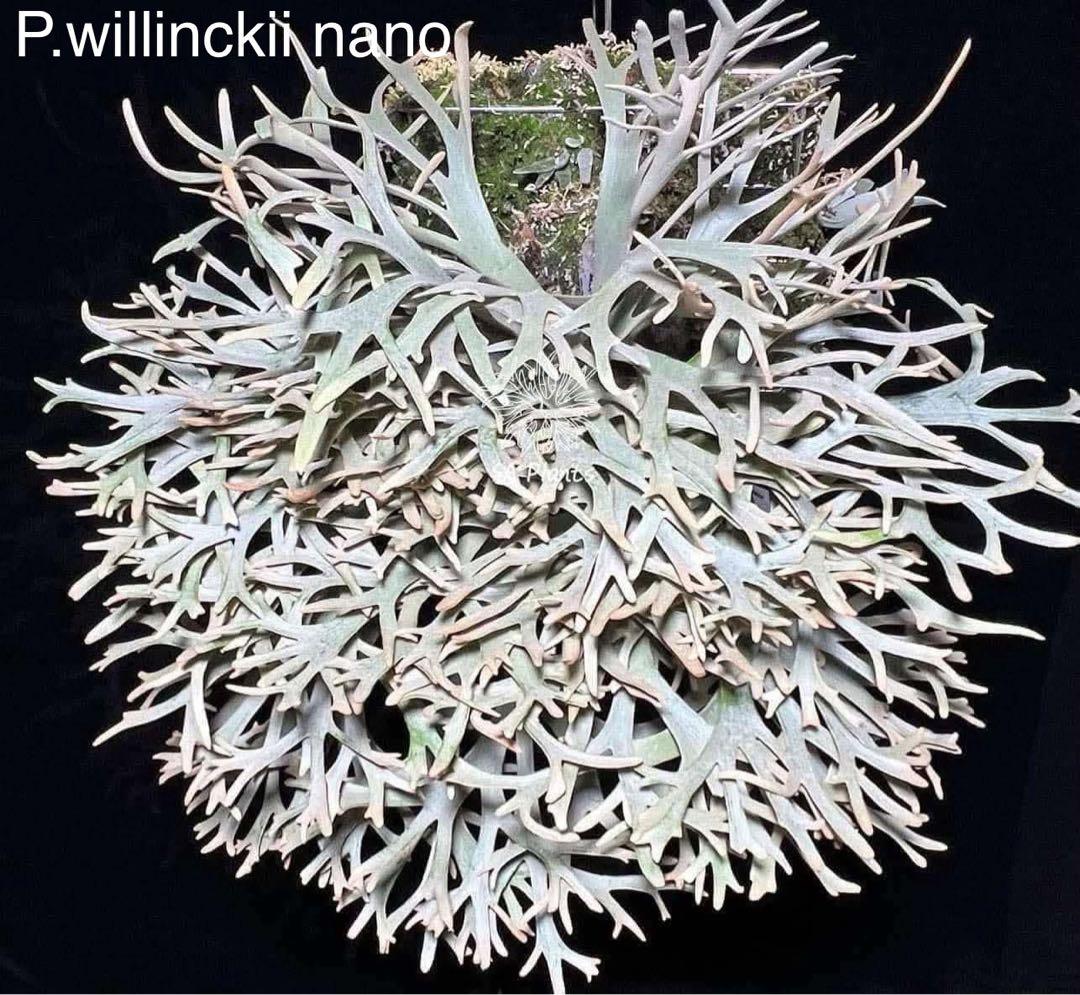 m*a様 【人気ドワーフ4種12株セット②】P.willinckii系 ビカクシ