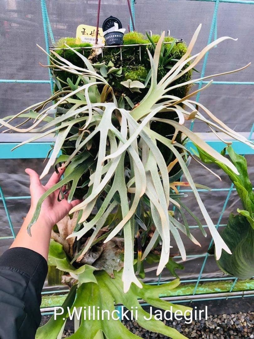 m*a様 【人気ドワーフ4種12株セット②】P.willinckii系 ビカクシ