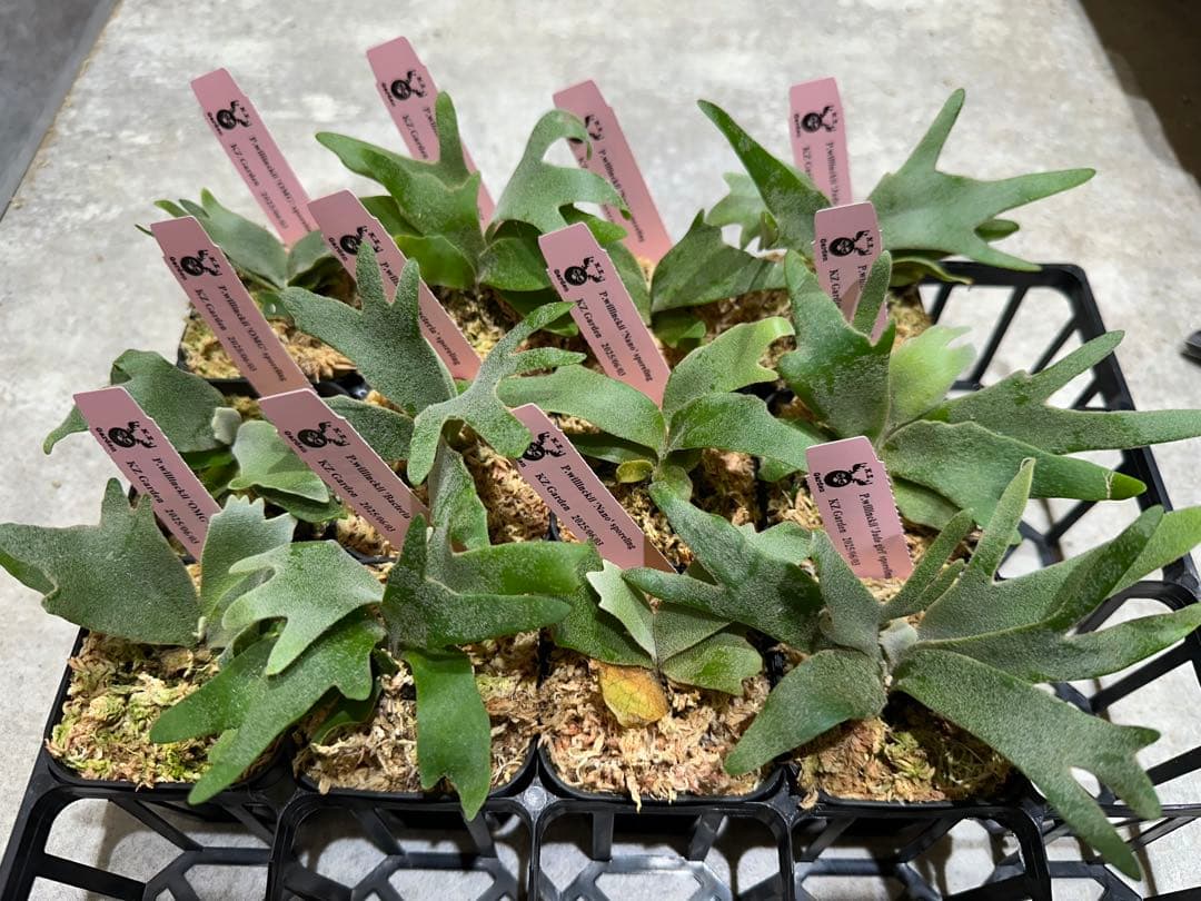 m*a様 【人気ドワーフ4種12株セット②】P.willinckii系 ビカクシ