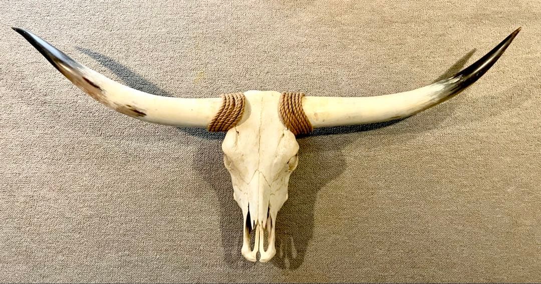 【超希少】テキサス　ロングホーンスカル　頭蓋骨