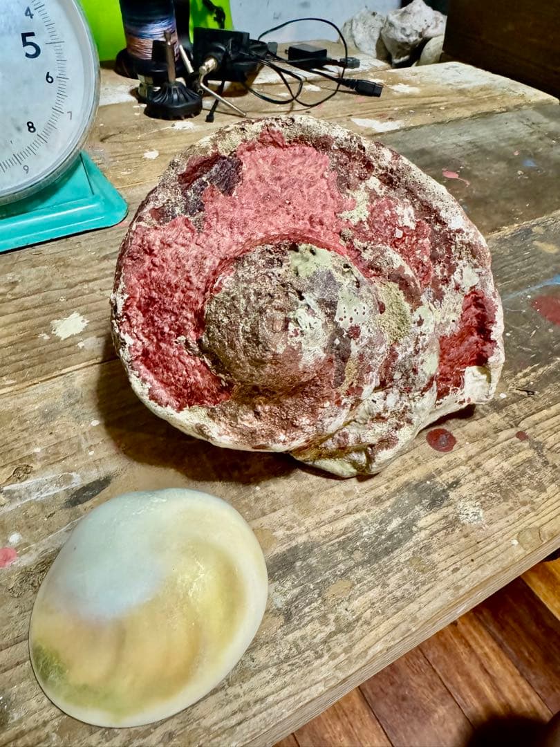 ⭐️特大夜光貝⭐️貝殻 約1.9kg ハンドメイド素材や置物等