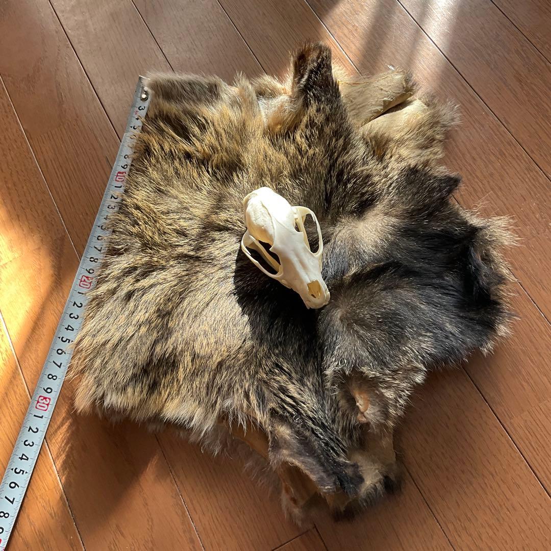 ジビエ　スカルと毛皮　ハクビシン① 頭骨標本　　食猟師謹製