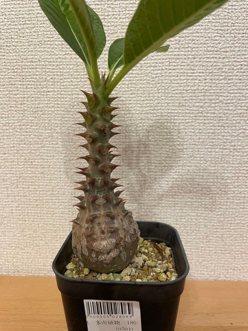 パキポディウム ウィンゾリー 実生