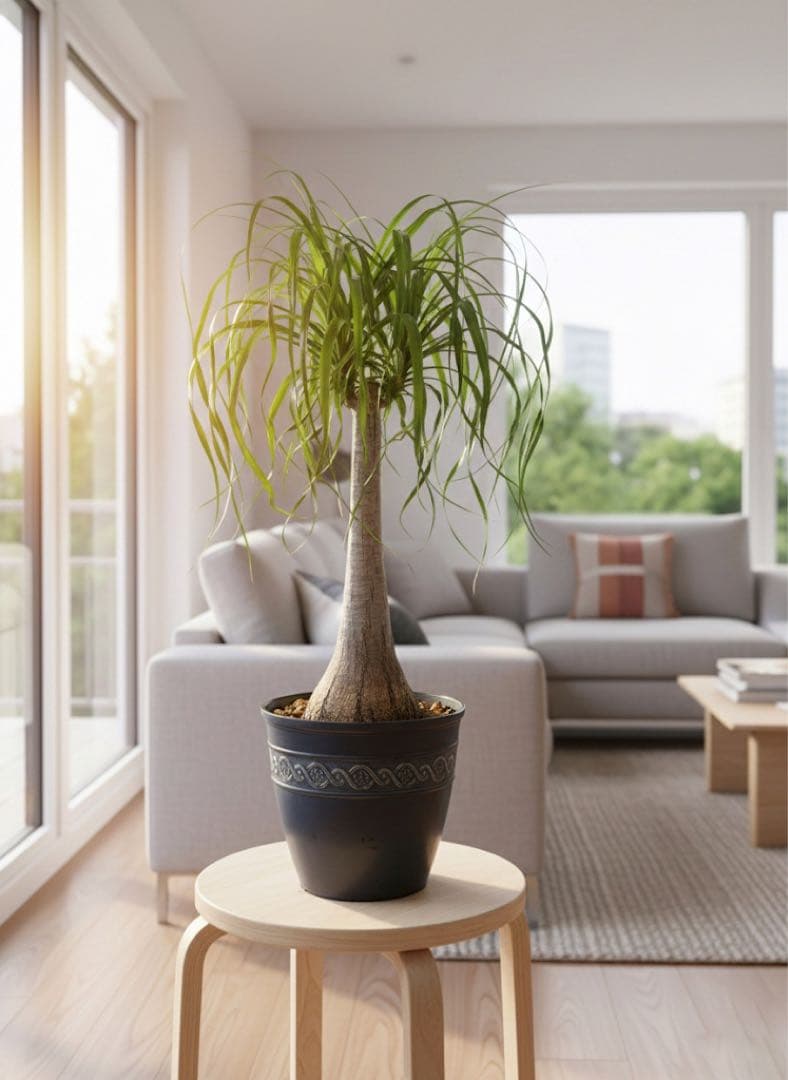 トックリラン　ノリナ　ポニーテール　塊根植物