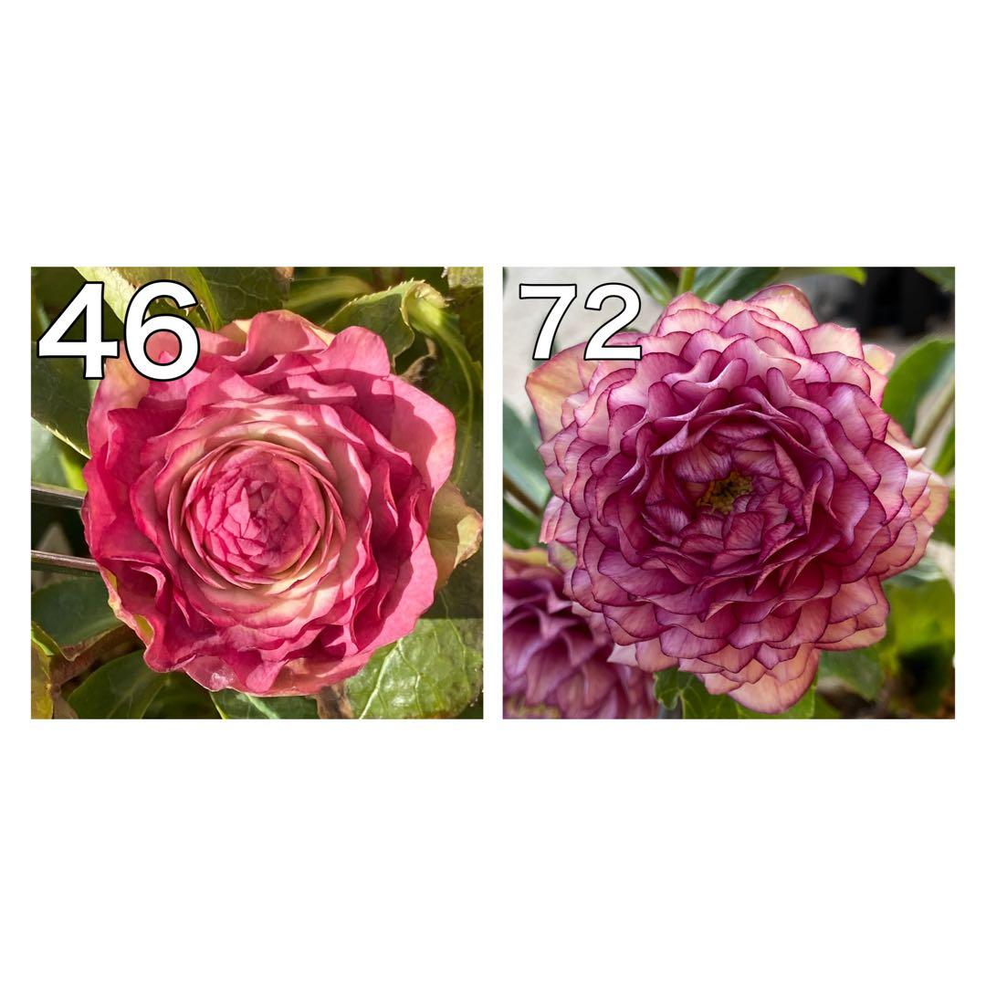 千重咲レッドグラデーション×超多弁ダリア咲クラッシックピンク★クリスマスローズ苗