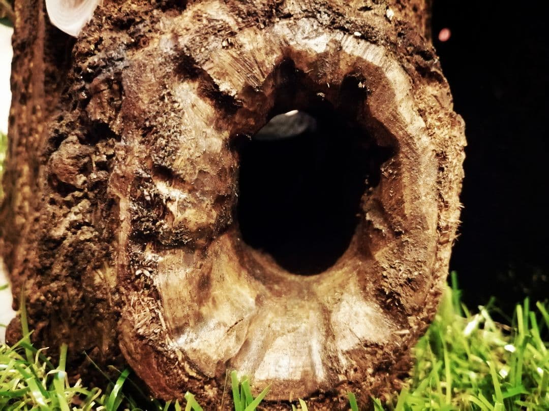 新リアルタイプ！オオクワ　壁掛け　飼育　テラリウム　2022 クワガタ