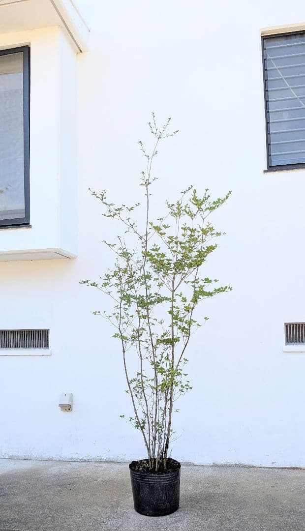 バツグン！山採りドウダンツツジ。