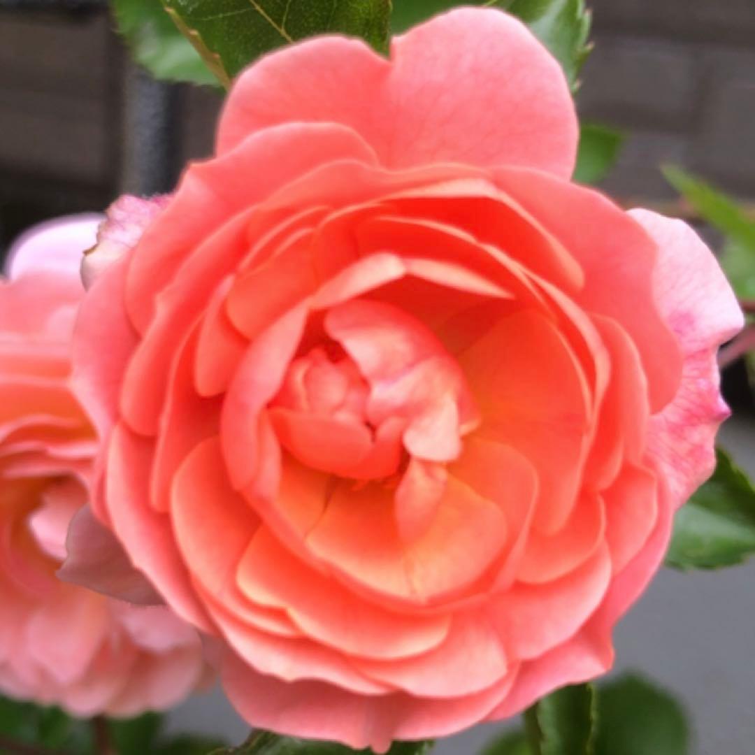 ＊おまとめ購入様確認用＊ドリフトローズ ピーチドリフト　バラ苗　小ぶりの苗