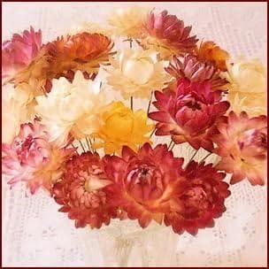 おまかせヘリクリサム５本花束