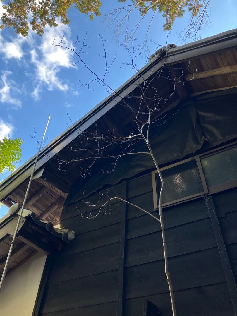 40 山採り　ヤマコウバシ