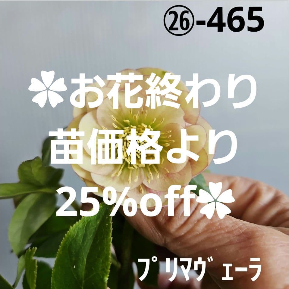 ㉖-465クリスマスローズ