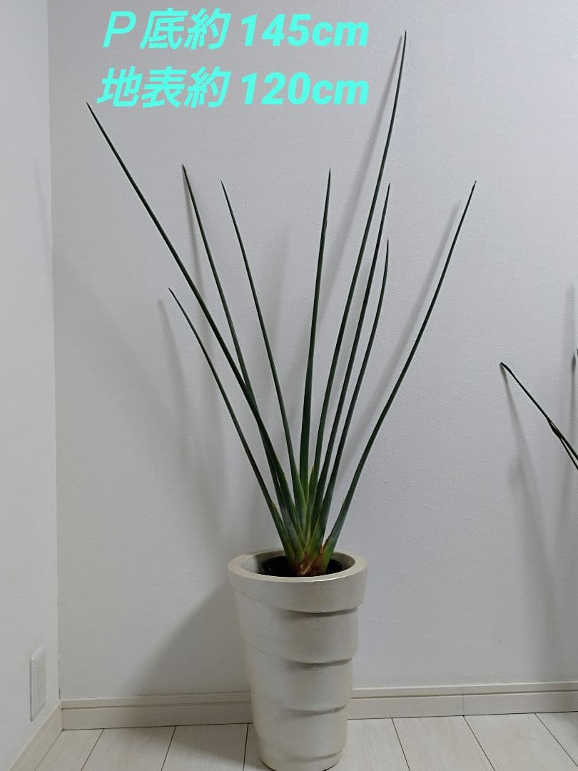 ストレリチア充実株・ジャンセア・ユンケア・ノンリーフ・底145cｍ地表120cｍ